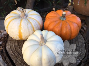 Different types of pumpkins
