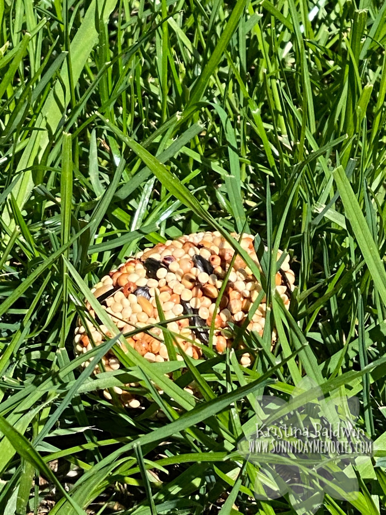 Birdseed Easter Egg in Grass
